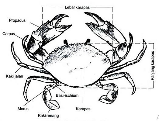 kepiting